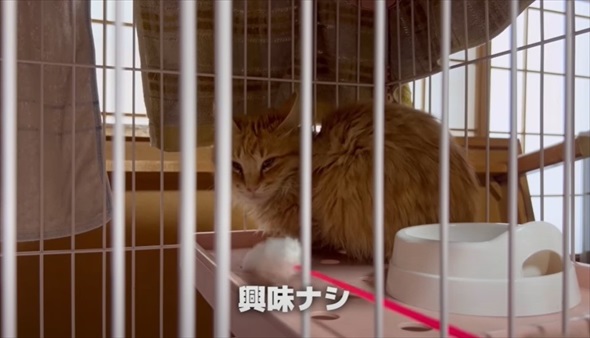 兄弟猫とはぐれた迷子猫を保護