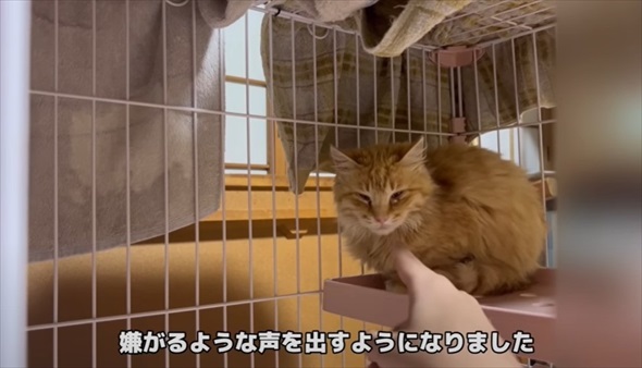 兄弟猫とはぐれた迷子猫を保護