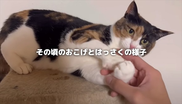 兄弟猫とはぐれた迷子猫を保護