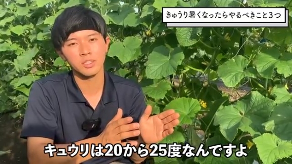 きゅうり畑で話をする男性