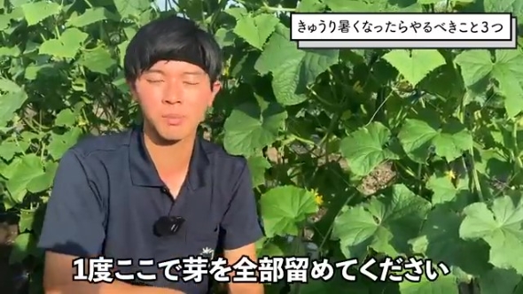 きゅうり畑で話をする男性