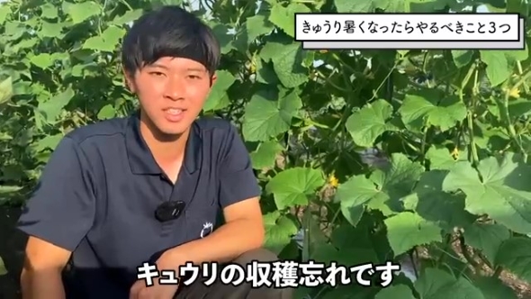 きゅうり畑で話をする男性