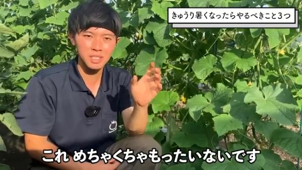 きゅうり畑で話をする男性