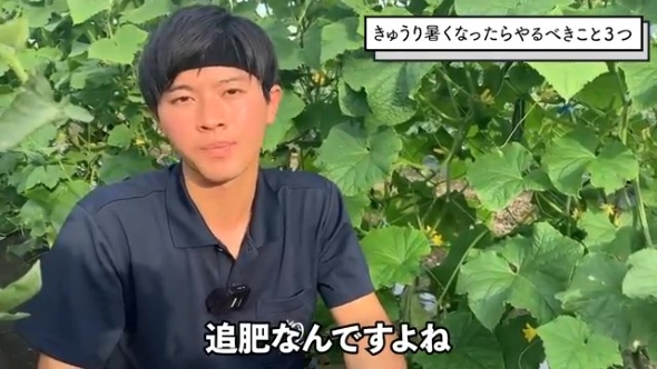 きゅうり畑で話をする男性