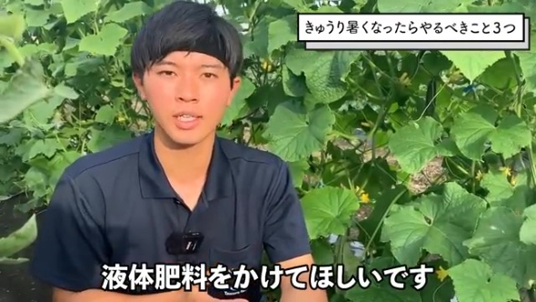 きゅうり畑で話をする男性