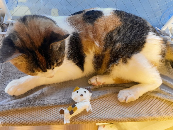 フェルト作品の猫ちゃんと三毛猫ちゃん