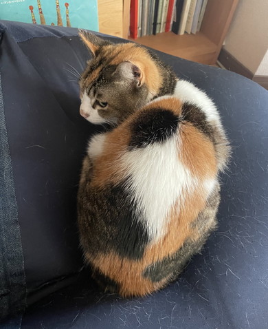 三毛猫ちゃんの後ろ姿