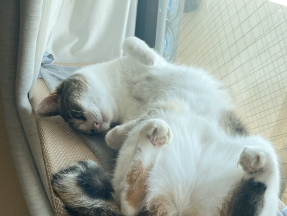 三毛猫ちゃんの後ろ姿