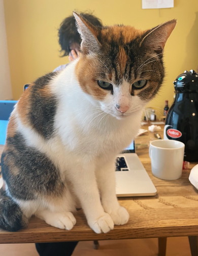 三毛猫ちゃんの後ろ姿