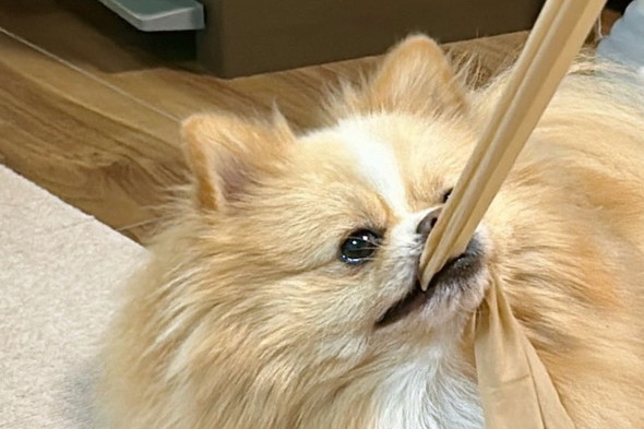 ストッキングをくわえているワンコ