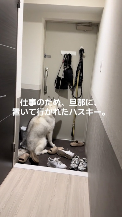 夫をじっと玄関で待つハスキー