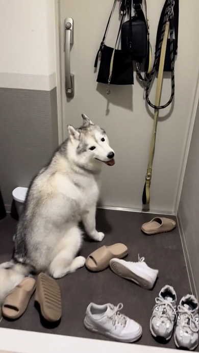 夫をじっと玄関で待つハスキー