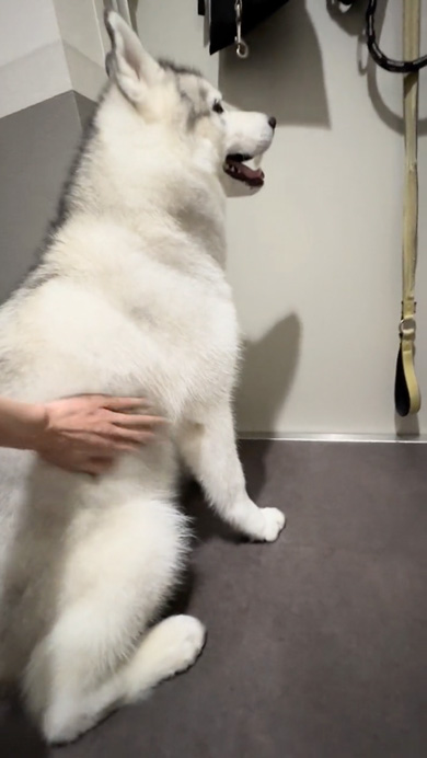 夫をじっと玄関で待つハスキー