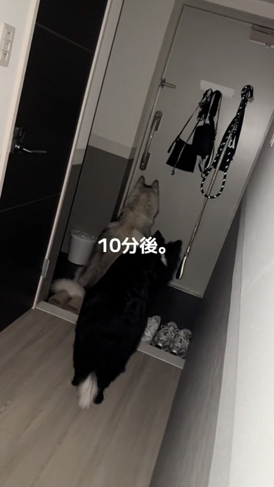 夫をじっと玄関で待つハスキー