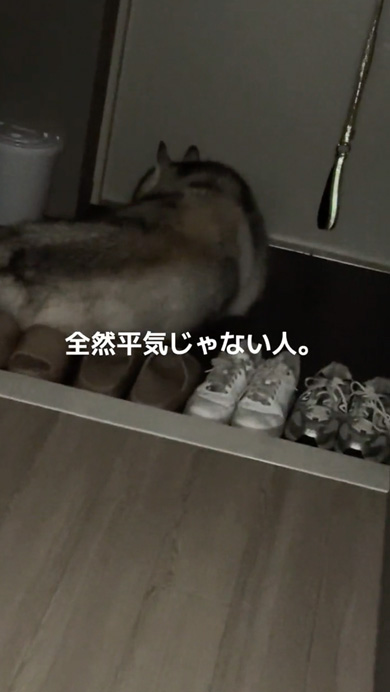 夫をじっと玄関で待つハスキー