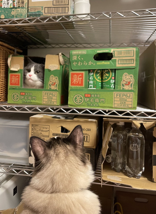 お茶の箱に入る猫