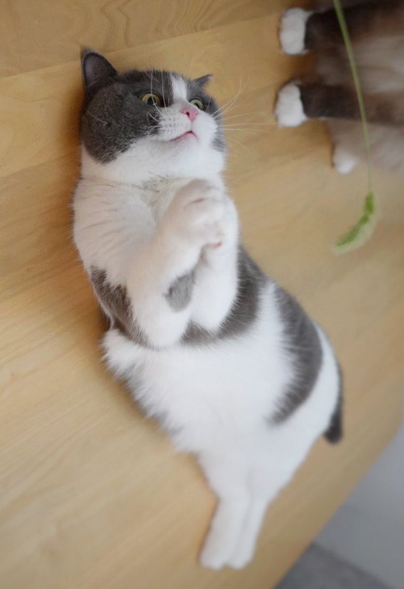 お祈りする猫ちゃん