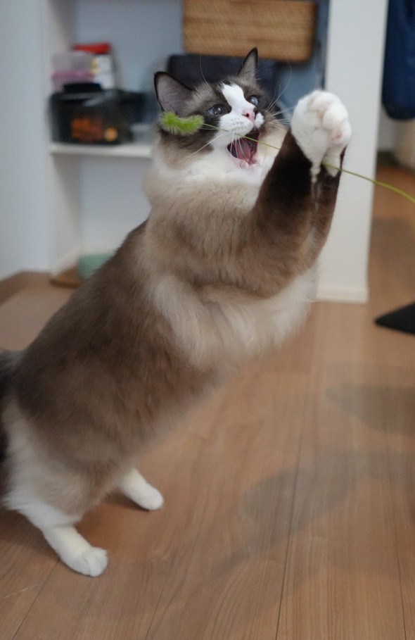 猫じゃらしで遊ぶ猫