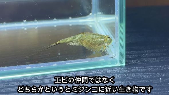 保護したクサフグに食べさせるため捕まえたミジンコの仲間のカブトエビ