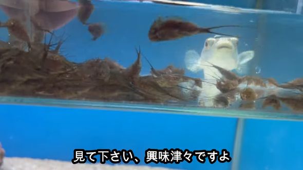 たくさんのカブトエビを見つめるクサフグ