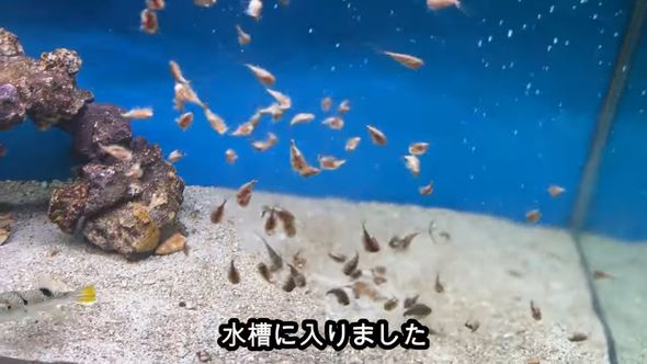 保護したクサフグに食べさせるため大量のカブトエビを水槽内に投入