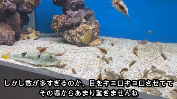 大量のカブトエビを前にその場から動かないクサフグ