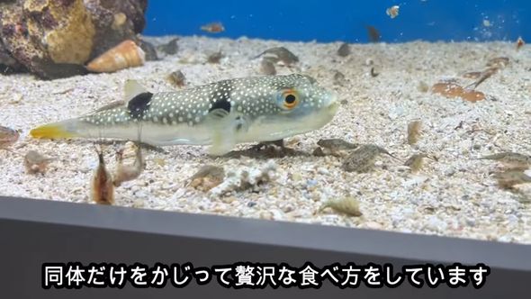 カブトエビの胴体をかじって食べているクサフグ