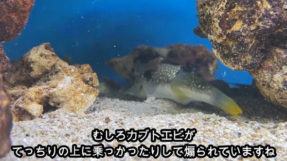 休んでいるクサフグの上に乗っかってあおっているカブトエビ