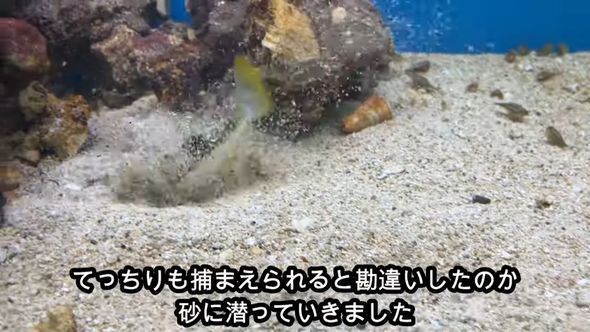 勘違いして砂に潜ってしまったクサフグ