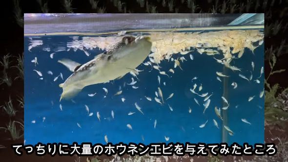 保護したクサフグにたくさんのホウネンエビを与えた様子