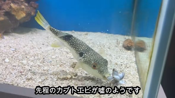 フジツボの仲間と思われる生物を殻ごとかじるクサフグ