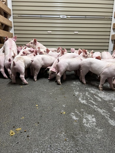 農場で子豚の大群を移動中、ふと足元を見ると