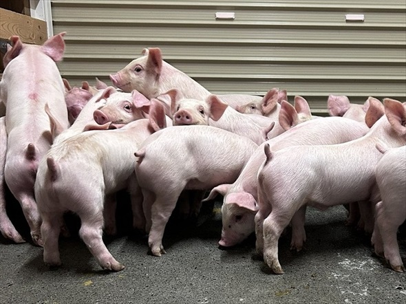 農場で子豚の大群を移動中、ふと足元を見ると