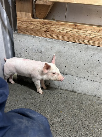 農場で子豚の大群を移動中、ふと足元を見ると