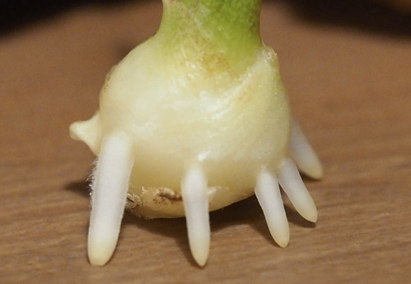 ショウガの根アップ