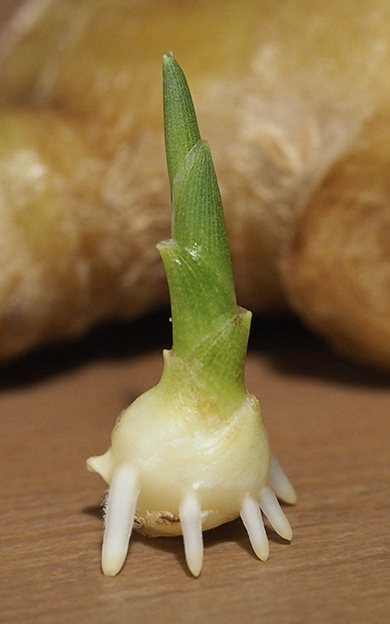 謎の生命体トリミング