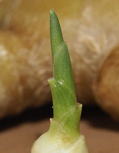 ショウガの芽アップ