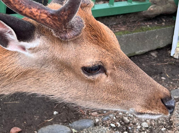 角 クソコラ シカ 袋角