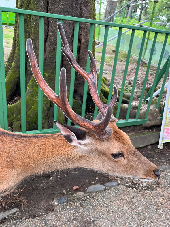 角 クソコラ シカ 袋角