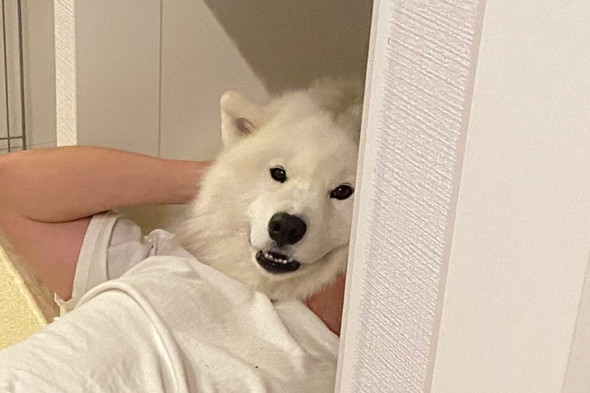 サモエドのワンコと飼い主さんの写真