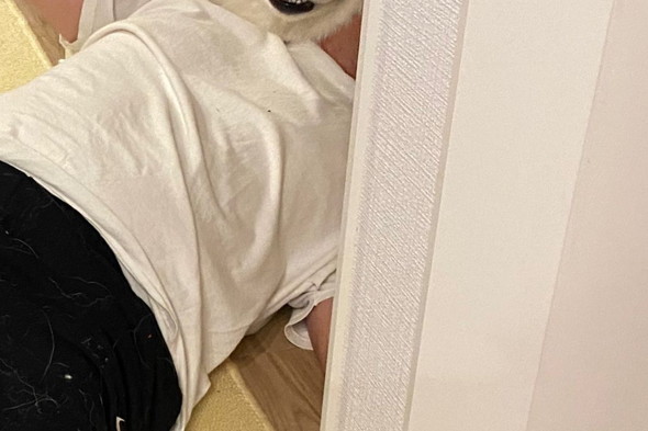 サモエドのワンコと飼い主さんの写真