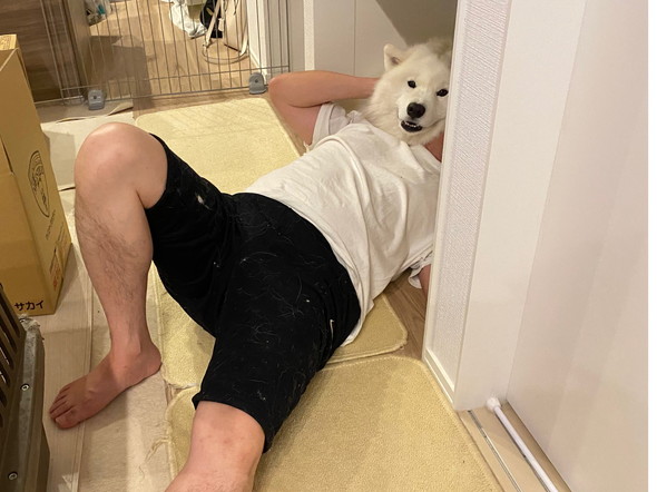 サモエドのワンコと飼い主さんの写真