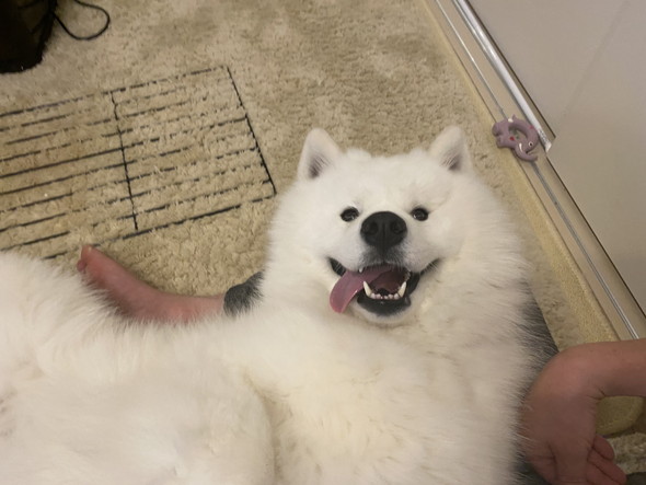 笑顔のサモエドワンコ