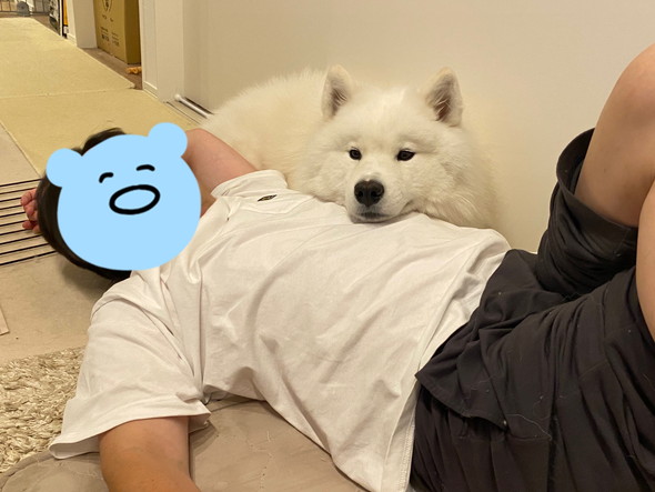 男性を枕にするサモエドのワンコ