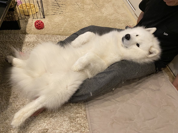 あおむけで寝るサモエドのワンコ