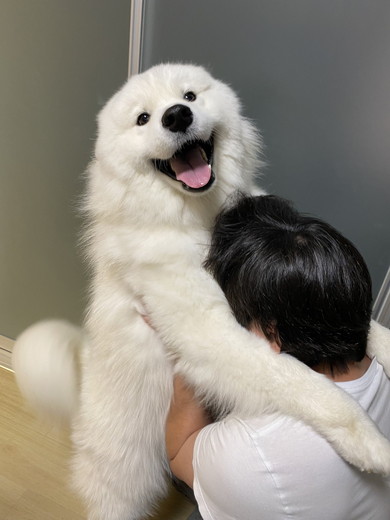 喜ぶサモエドのワンコ