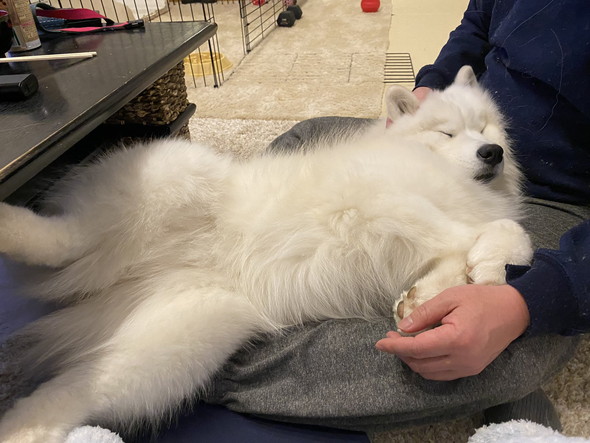膝上で眠るサモエドのワンコ