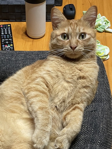 ソファでくつろぐ猫ちゃん