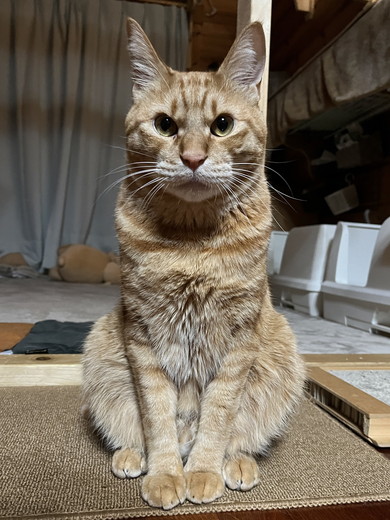 座っている猫ちゃん