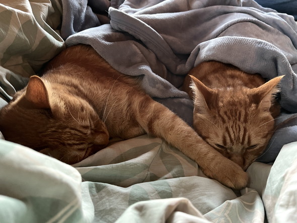 一緒に寝ている2匹の猫ちゃん